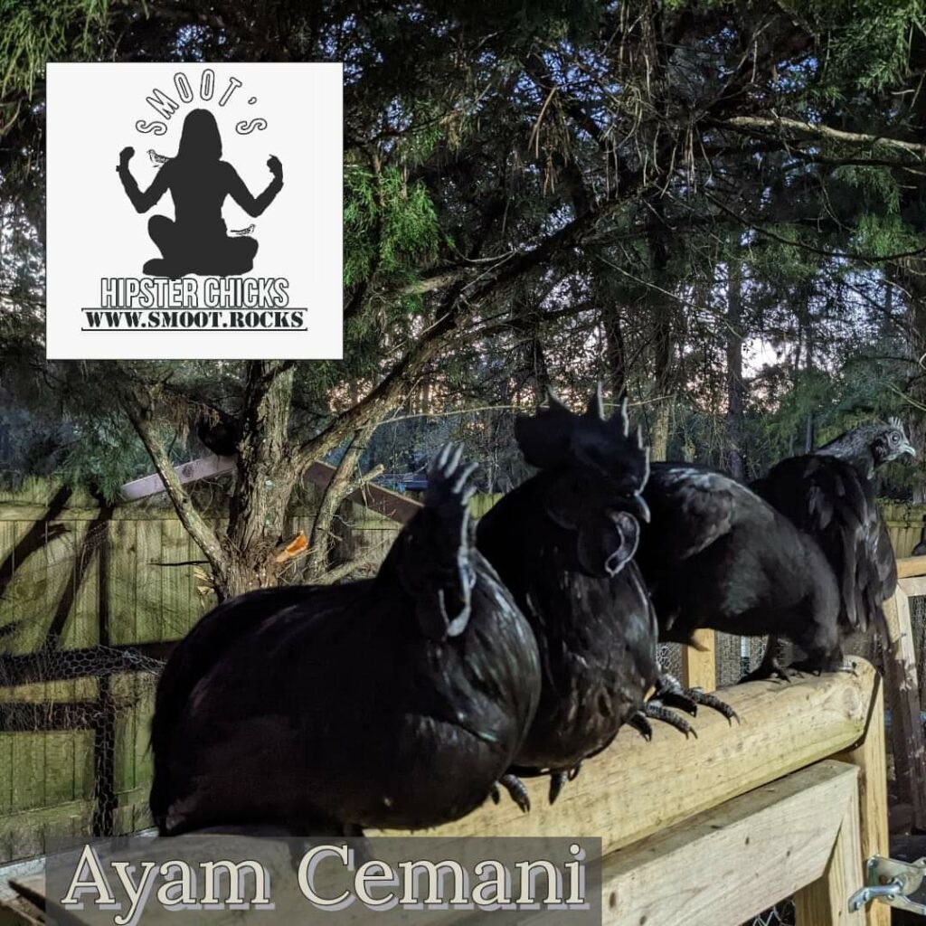 Ayam Cemani the all black chicken