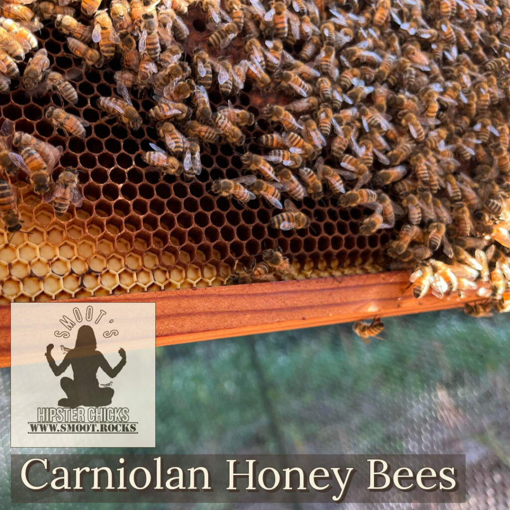 Carniolan Honey Bees