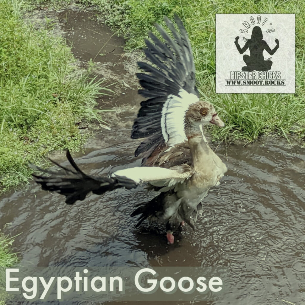 Egyptian Goose