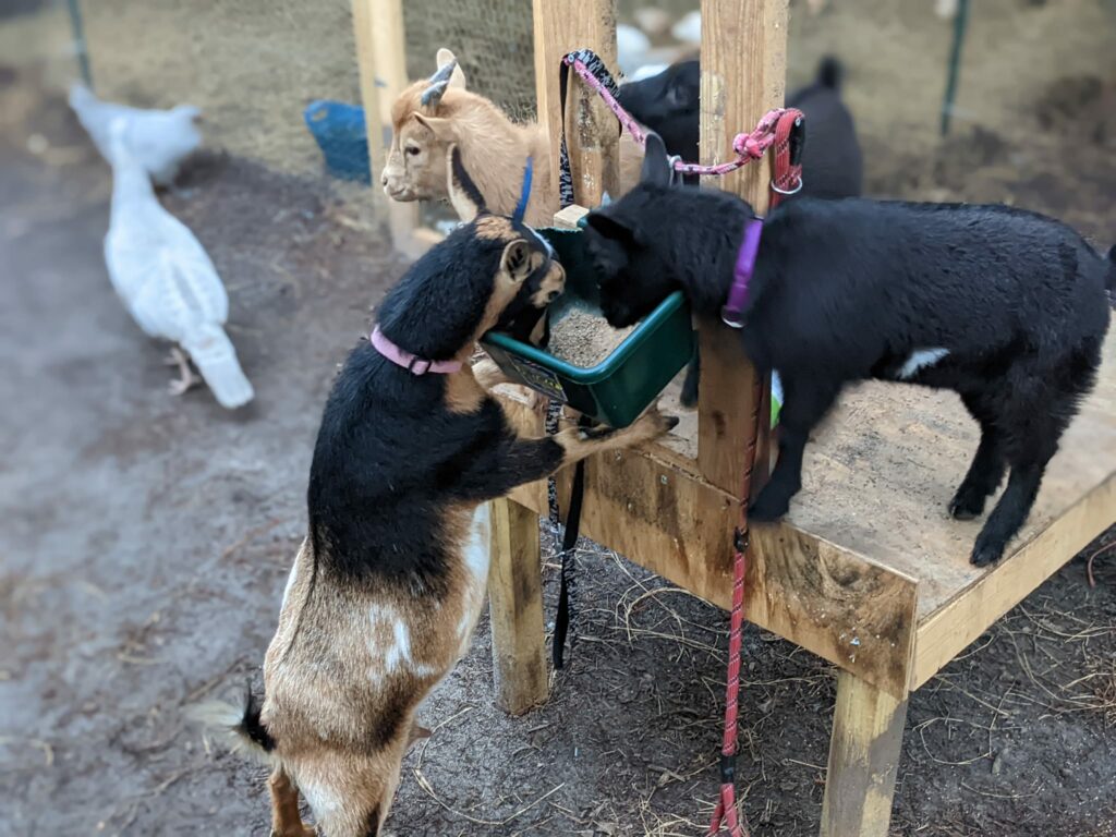 Nigerian Dwarf Goats