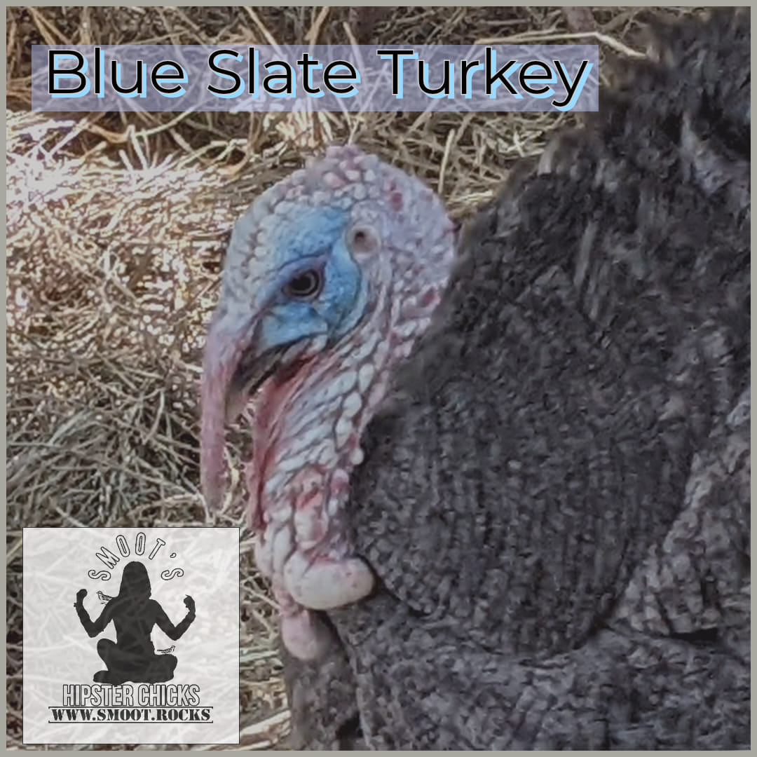 Lavender/Blue Slate Turkey