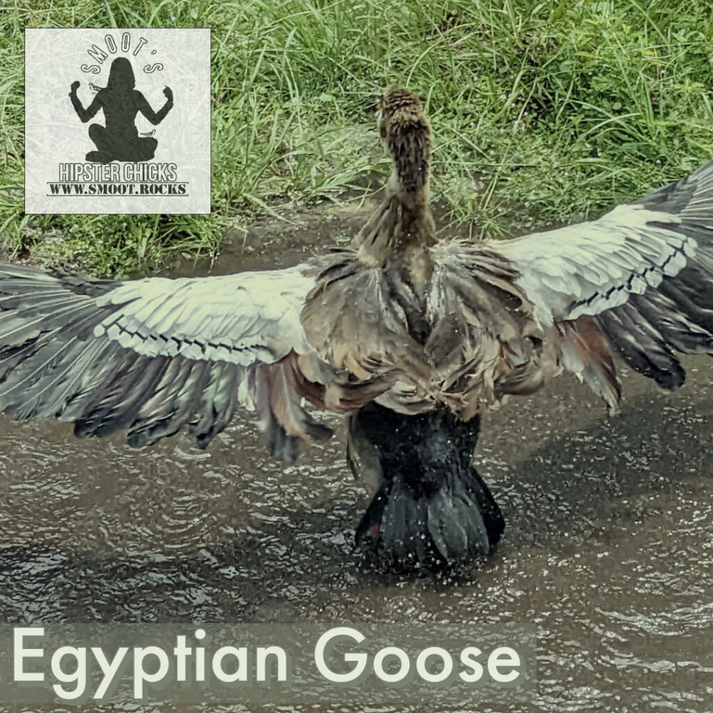 Egyptian Goose