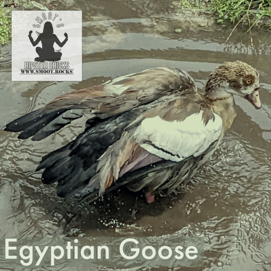 Egyptian Goose