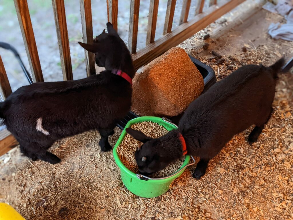 Nigerian Dwarf Goat