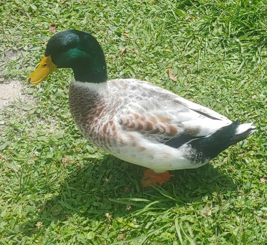 Welsh Harlequin duck