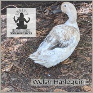 Welsh Harlequin duck